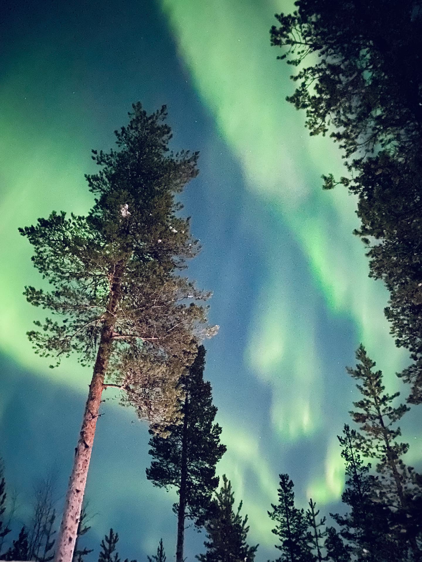 Northern lights moving between pine trees